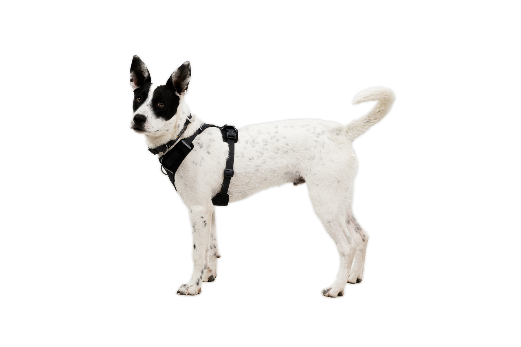 Front Range® Flex Harness