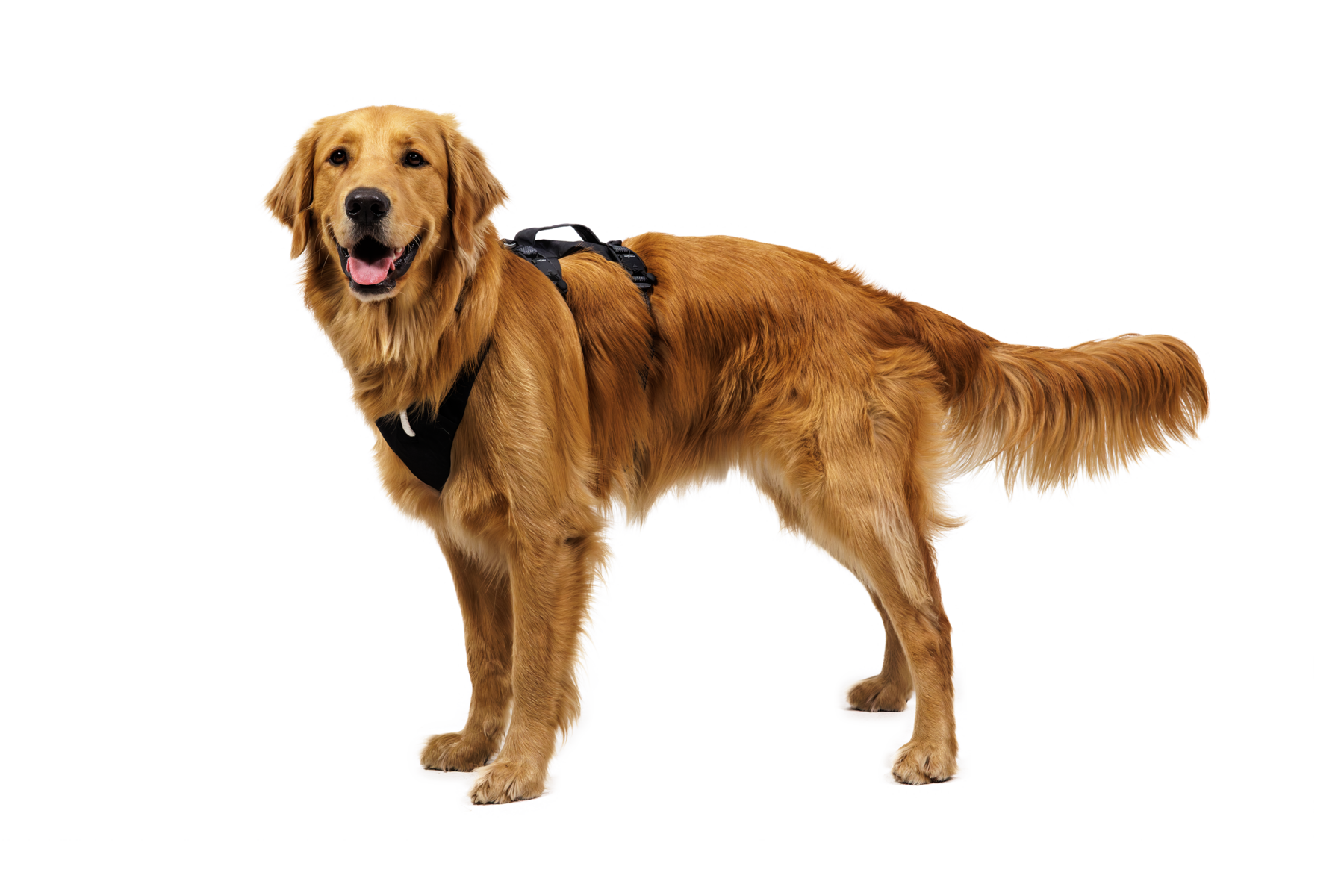 Ridgeline™ Harness